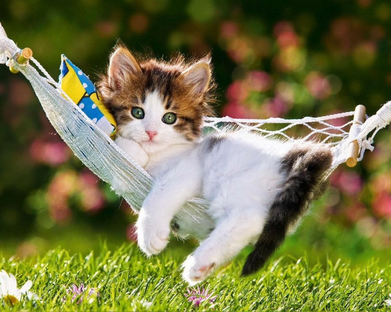Building a Cats Hotel